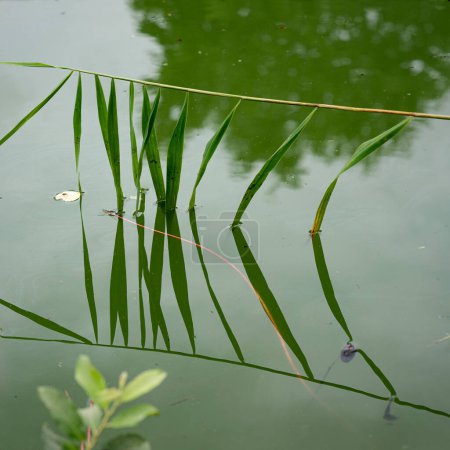 Téléchargez les photos : Effet miroir des feuilles de roseau dans l'eau. L'eau verte du canal reflète l'image des feuilles d'un roseau. - en image libre de droit