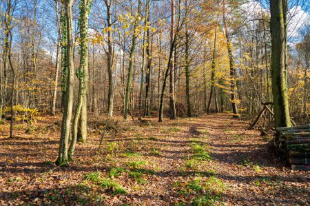 Téléchargez les photos : Promenade dans la forêt de Brumath Alsace France. Belles couleurs de feuillage d'automne avec lumière du soleil pâle après-midi - en image libre de droit