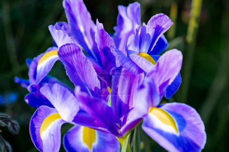 Téléchargez les photos : Gros plan d'une fleur d'iris bleue dans un jardin. Iris est un genre de plantes vivantes de la famille des Iridaceae.. - en image libre de droit