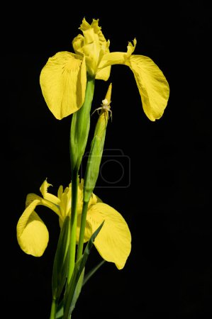 Téléchargez les photos : Gros plan d'une fleur d'iris bleue dans un jardin. Iris est un genre de plantes vivantes de la famille des Iridaceae.. - en image libre de droit