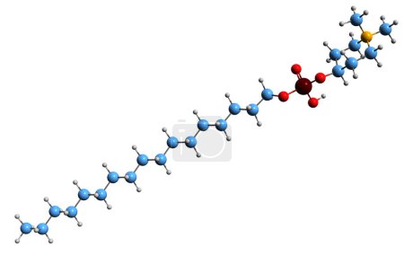 Foto de Imagen 3D de la fórmula esquelética perifosínica - estructura química molecular del inhibidor alostérico de AKT aislado sobre fondo blanco - Imagen libre de derechos