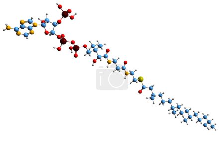 Foto de Imagen 3D de la fórmula esquelética de Phytanoyl-CoA - estructura química molecular de la coenzima de Phytanoyl A aislada sobre fondo blanco - Imagen libre de derechos