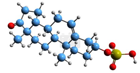 Téléchargez les photos : Image 3D de la formule squelettique du sulfate de Prasterone structure chimique moléculaire du sulfate de déshydroépiandrostérone isolé sur fond blanc - en image libre de droit