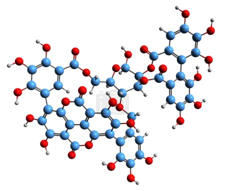 Foto de Imagen 3D de la fórmula esquelética de Punicalagin - estructura química molecular del tanino hidrolizable aislado sobre fondo blanco - Imagen libre de derechos