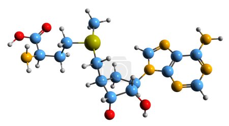 Foto de Imagen 3D de la fórmula esquelética de S-Adenosyl metionina - estructura química molecular del cosustrato SAMe aislado sobre fondo blanco - Imagen libre de derechos