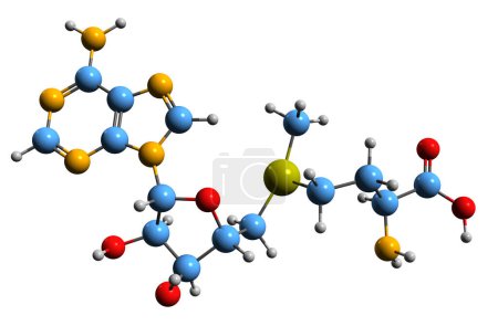 Foto de Imagen 3D de la fórmula esquelética de S-Adenosyl metionina - estructura química molecular del cosustrato SAMe aislado sobre fondo blanco - Imagen libre de derechos