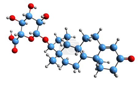 Foto de Imagen 3D de la fórmula esquelética de glucurónido de testosterona: estructura química molecular del esteroide endógeno natural aislado sobre fondo blanco - Imagen libre de derechos