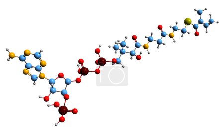 Foto de Imagen 3D de la fórmula esquelética de Tiglyl-CoA: estructura química molecular del metabolismo intermedio de isoleucina aislado sobre fondo blanco - Imagen libre de derechos