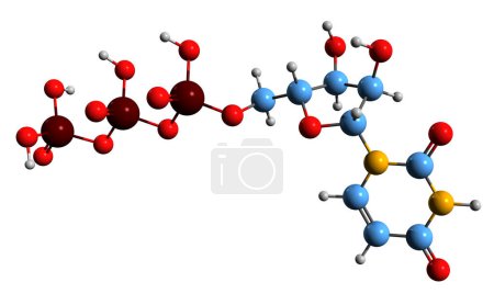 Foto de Imagen 3D de la fórmula esquelética de trifosfato de uridina: estructura química molecular del metabolito UTP aislado sobre fondo blanco - Imagen libre de derechos