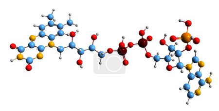Foto de Imagen 3D de la fórmula esquelética monofosfato de adenosina - estructura química molecular del nucleótido AMP aislado sobre fondo blanco - Imagen libre de derechos