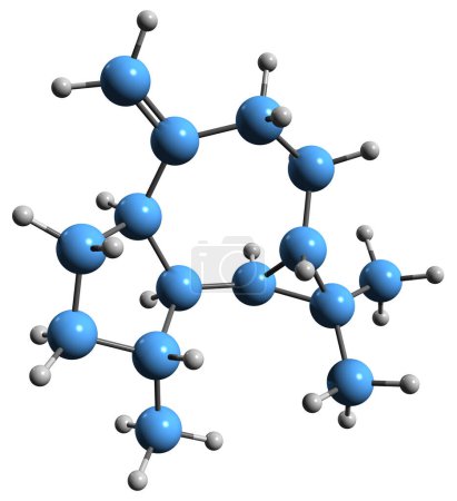 Foto de Imagen 3D de la fórmula esquelética de aromadendren - estructura química molecular del hidrocarburo tricíclico sesquiterpeno aislado sobre fondo blanco - Imagen libre de derechos