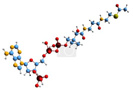 Téléchargez les photos : Image 3D de la formule squelettique Acétyl-CoA - structure chimique moléculaire de l'acétyl coenzyme A isolée sur fond blanc - en image libre de droit