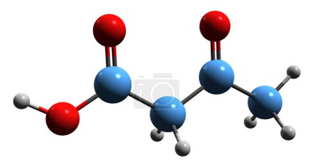 Photo for 3D image of Acetoacetic acid skeletal formula - molecular chemical structure of acetoacetate isolated on white background - Royalty Free Image