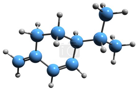 Photo for 3D image of Phellandrene skeletal formula - molecular chemical structure of cyclic monoterpene isolated on white background - Royalty Free Image