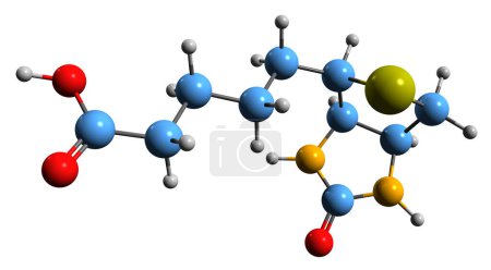 Foto de Imagen 3D de la fórmula esquelética de la biotina - estructura química molecular de la vitamina B7 aislada sobre fondo blanco - Imagen libre de derechos