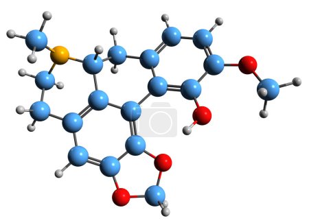 Téléchargez les photos : Image 3D de la formule squelettique Bulbocapnine - structure chimique moléculaire de l'alcaloïde Corydalis isolé sur fond blanc - en image libre de droit