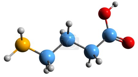 Foto de Imagen 3D de la fórmula esquelética de ácido gamma-aminobutírico - estructura química molecular de 3-carbopropilamina aislada sobre fondo blanco - Imagen libre de derechos
