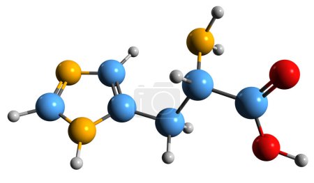 Téléchargez les photos : Image 3D de la formule squelettique de l'histidine - structure chimique moléculaire d'un acide aminé essentiel isolé sur fond blanc - en image libre de droit