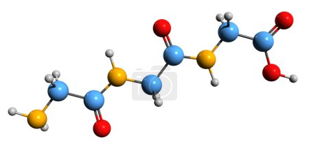Photo for 3D image of Glycyl-glycyl-glycine skeletal formula - molecular chemical structure of tripeptide H-Gly-Gly-Gly-OH isolated on white background - Royalty Free Image