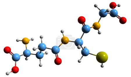 Foto de Imagen 3D de la fórmula esquelética de glutatión: estructura química molecular del antioxidante tripéptido aislado sobre fondo blanco - Imagen libre de derechos