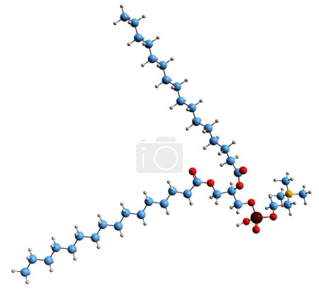 Foto de Imagen 3D de la fórmula esquelética de Dipalmitoylphosphatidylcholine - estructura química molecular del DPPC fosfolípido aislado sobre fondo blanco - Imagen libre de derechos