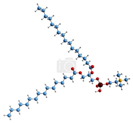 Foto de Imagen 3D de la fórmula esquelética de Dipalmitoylphosphatidylcholine - estructura química molecular de fosfolípido aislado sobre fondo blanco - Imagen libre de derechos
