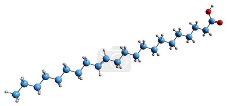 Téléchargez les photos : Image 3D de la formule squelettique de l'acide érucique - structure chimique moléculaire de l'acide gras oméga-9 monoinsaturé isolé sur fond blanc - en image libre de droit