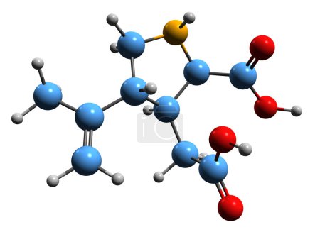 Foto de Imagen 3D de la fórmula esquelética del ácido kainico - estructura química molecular del kainato de neurotoxina aislado sobre fondo blanco - Imagen libre de derechos