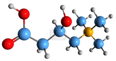 Foto de Imagen 3D de la fórmula esquelética de Carnitina - estructura química molecular del compuesto de amonio cuaternario aislado sobre fondo blanco - Imagen libre de derechos
