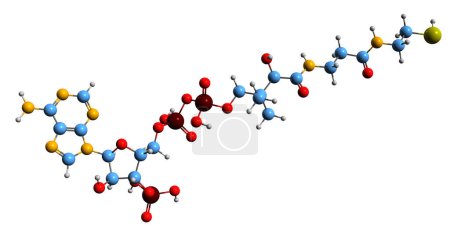 Téléchargez les photos : Image 3D de Coenzyme Une formule squelettique - structure chimique moléculaire de isolé sur fond blanc - en image libre de droit