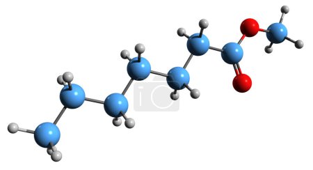 Foto de Imagen 3D de la fórmula esquelética del heptanoato de metilo: estructura química molecular de fitoquímicos aislados sobre fondo blanco - Imagen libre de derechos