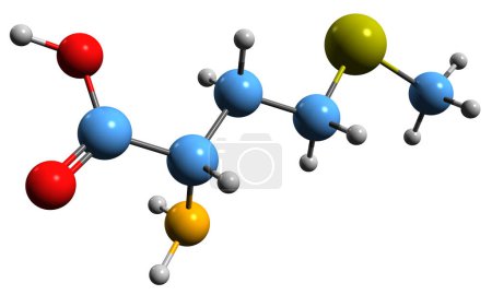 Photo for 3D image of Methionine skeletal formula - molecular chemical structure of  essential amino acid isolated on white background - Royalty Free Image