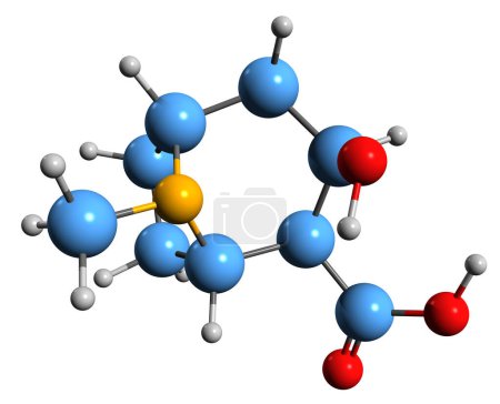 Téléchargez les photos : Image 3D de la formule squelettique de l'ecgonine - structure chimique moléculaire de l'alcaloïde tropane isolé sur fond blanc - en image libre de droit