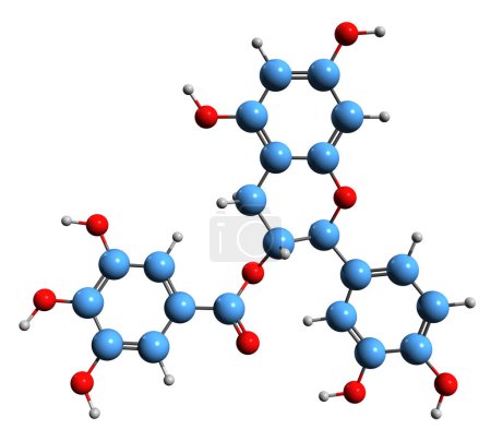 Foto de Imagen 3D de la fórmula esquelética de galato de epicatequina - estructura química molecular de flavan-3-olflavan-3-ol aislado sobre fondo blanco - Imagen libre de derechos