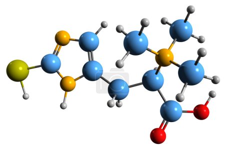 Téléchargez les photos : Image 3D de la formule squelettique de l'ergothionéine - structure chimique moléculaire de la thiasine isolée sur fond blanc - en image libre de droit