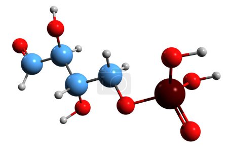 Téléchargez les photos : Image 3D de la formule squelettique Erythrose 4-phosphate - structure chimique moléculaire de E4P isolée sur fond blanc - en image libre de droit
