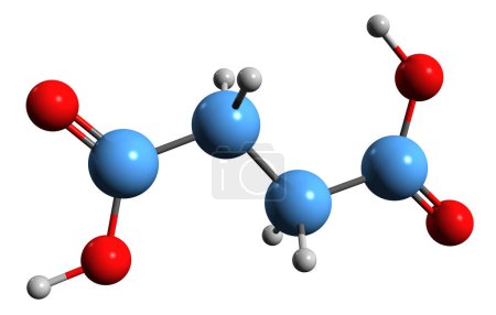 Téléchargez les photos : Image 3D de la formule squelettique de l'acide succinique - structure chimique moléculaire de l'acide butanedioïque isolé sur fond blanc - en image libre de droit