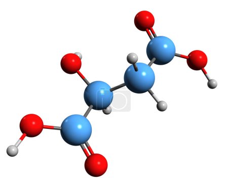 Photo for 3D image of Malic acid skeletal formula - molecular chemical structure of Hydroxybutanedioic acid isolated on white background - Royalty Free Image