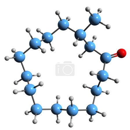 Photo for 3D image of Muscone skeletal formula - molecular chemical structure of Methylcyclopentadecanone isolated on white background - Royalty Free Image