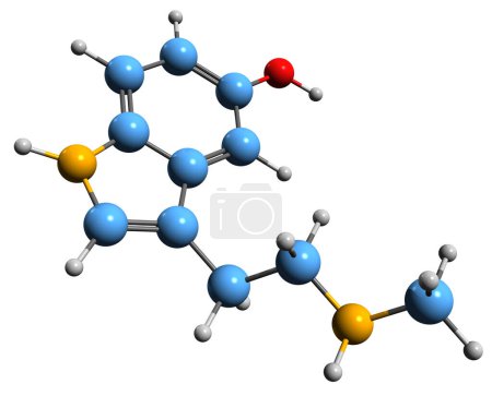 Téléchargez les photos : Image 3D de la formule squelettique N-méthylsérotonine structure chimique moléculaire de l'alcaloïde tryptamineNorbufoténine isolée sur fond blanc - en image libre de droit
