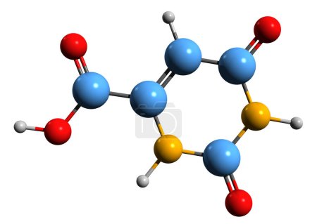 Téléchargez les photos : Image 3D de la formule squelettique de l'acide rotique - structure chimique moléculaire de la pyrimidinedione isolée sur fond blanc - en image libre de droit