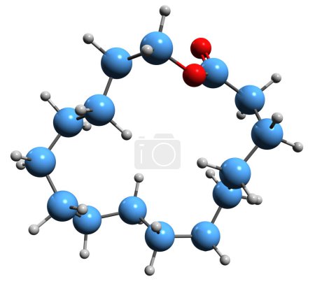 Téléchargez les photos : Image 3D de la formule squelettique Cyclopentadécanolide - structure chimique moléculaire de l'agent aromatisant isolé sur fond blanc - en image libre de droit