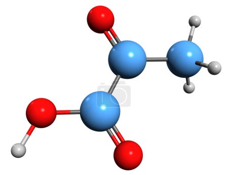 Téléchargez les photos : Image 3D de la formule squelettique de l'acide pyruvique - structure chimique moléculaire de l'acide acétylformique isolé sur fond blanc - en image libre de droit