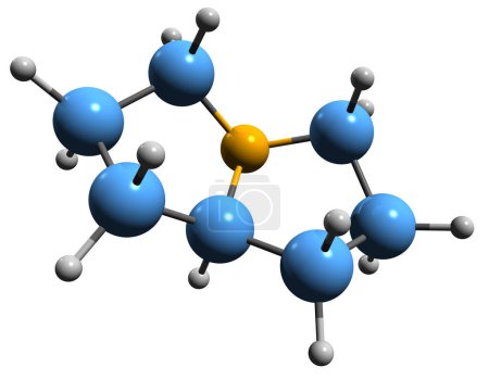 Téléchargez les photos : Image 3D de la formule squelettique de la pyrrolizidine - structure chimique moléculaire du composé organique hétérocyclique isolé sur fond blanc - en image libre de droit