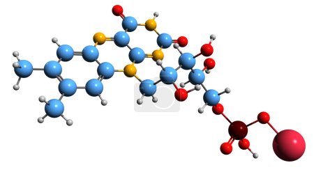 Foto de Imagen 3D de Riboflavina 5-Fosfato Fórmula esquelética de sodio - estructura química molecular de la vitamina B2 aislada sobre fondo blanco - Imagen libre de derechos