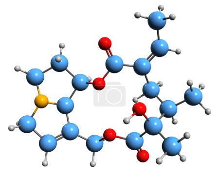 Foto de Imagen 3D de la fórmula esquelética de Senecifilina - estructura química molecular del alcaloide pirrolizidina aislado sobre fondo blanco - Imagen libre de derechos