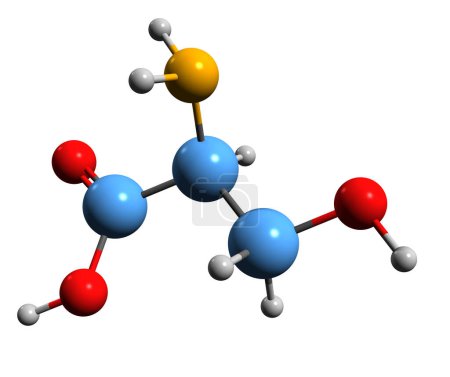 Foto de Imagen 3D de la fórmula esquelética de Serina - estructura química molecular del aminoácido aislado sobre fondo blanco - Imagen libre de derechos