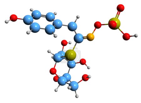 Foto de Imagen 3D de la fórmula esquelética de Sinalbin - estructura química molecular de glucosinolato aislado sobre fondo blanco - Imagen libre de derechos