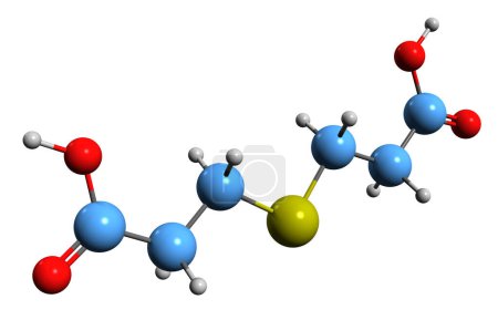 Téléchargez les photos : Image 3D de la formule squelettique de l'acide thiodipropionique - structure chimique moléculaire d'un antioxydant synthétique à base d'acide isolé sur fond blanc - en image libre de droit