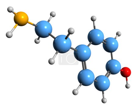 Foto de Imagen 3D de la fórmula esquelética de tiramina: estructura química molecular del agente liberador de catecolaminas aislado sobre fondo blanco - Imagen libre de derechos